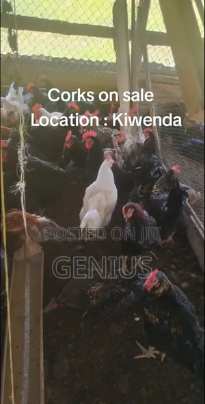 Quick Sale of Local Chicken