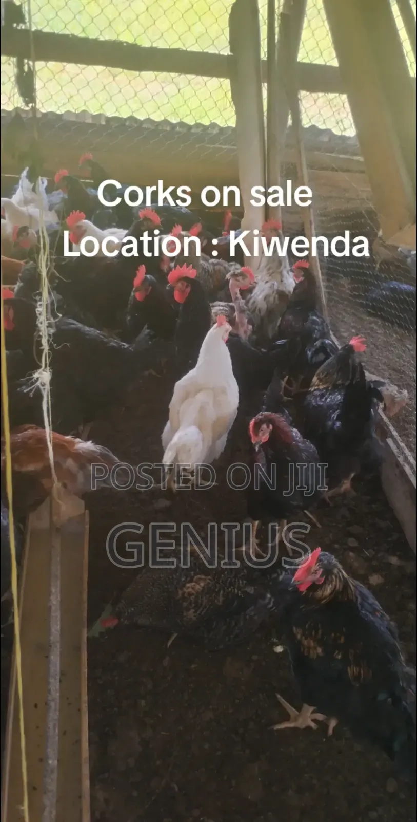 Quick Sale of Local Chicken