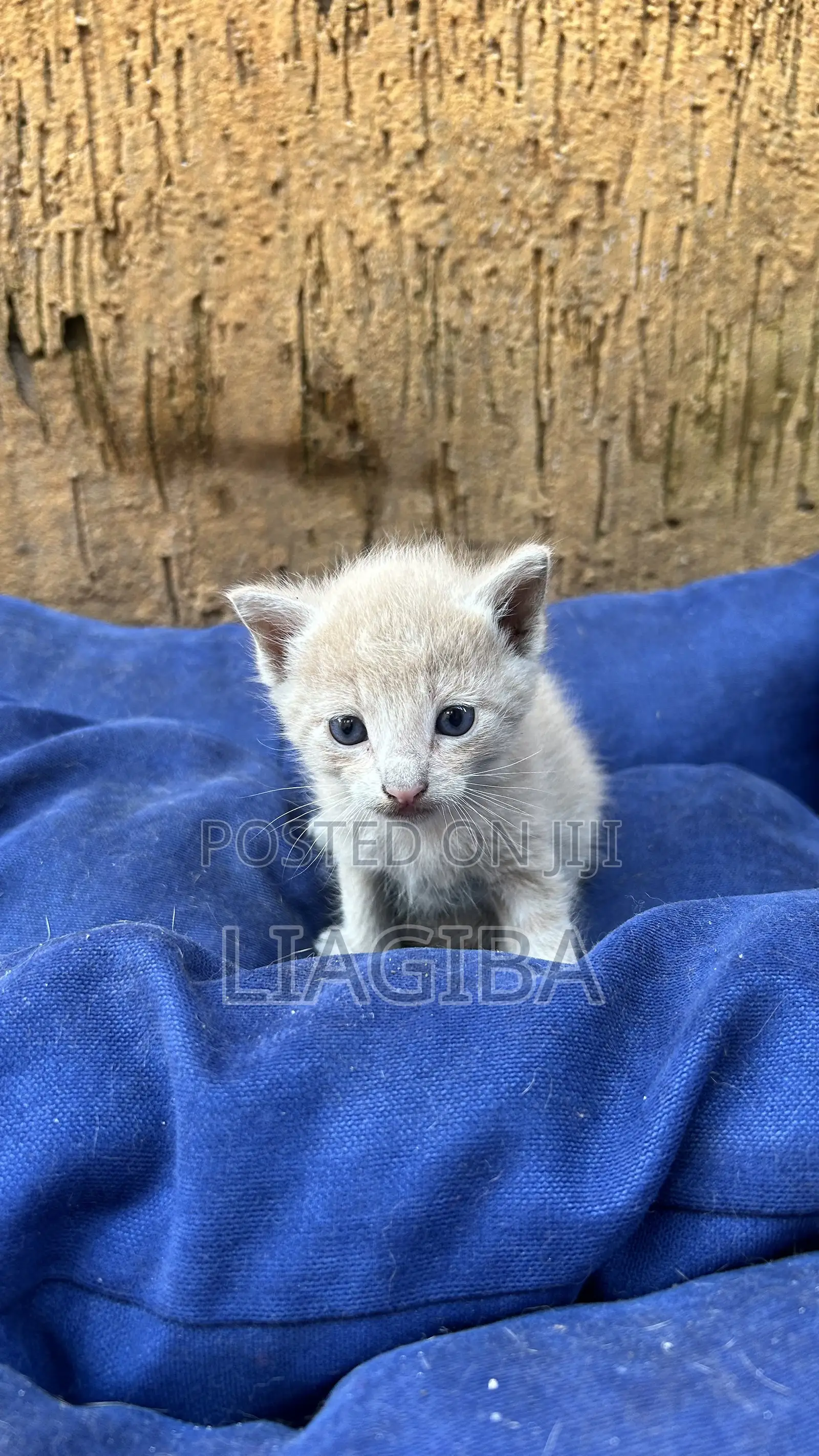 0-1 month Female Mixed Breed Cat