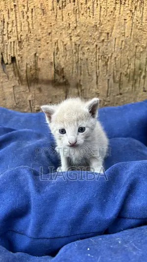 0-1 month Female Mixed Breed Cat