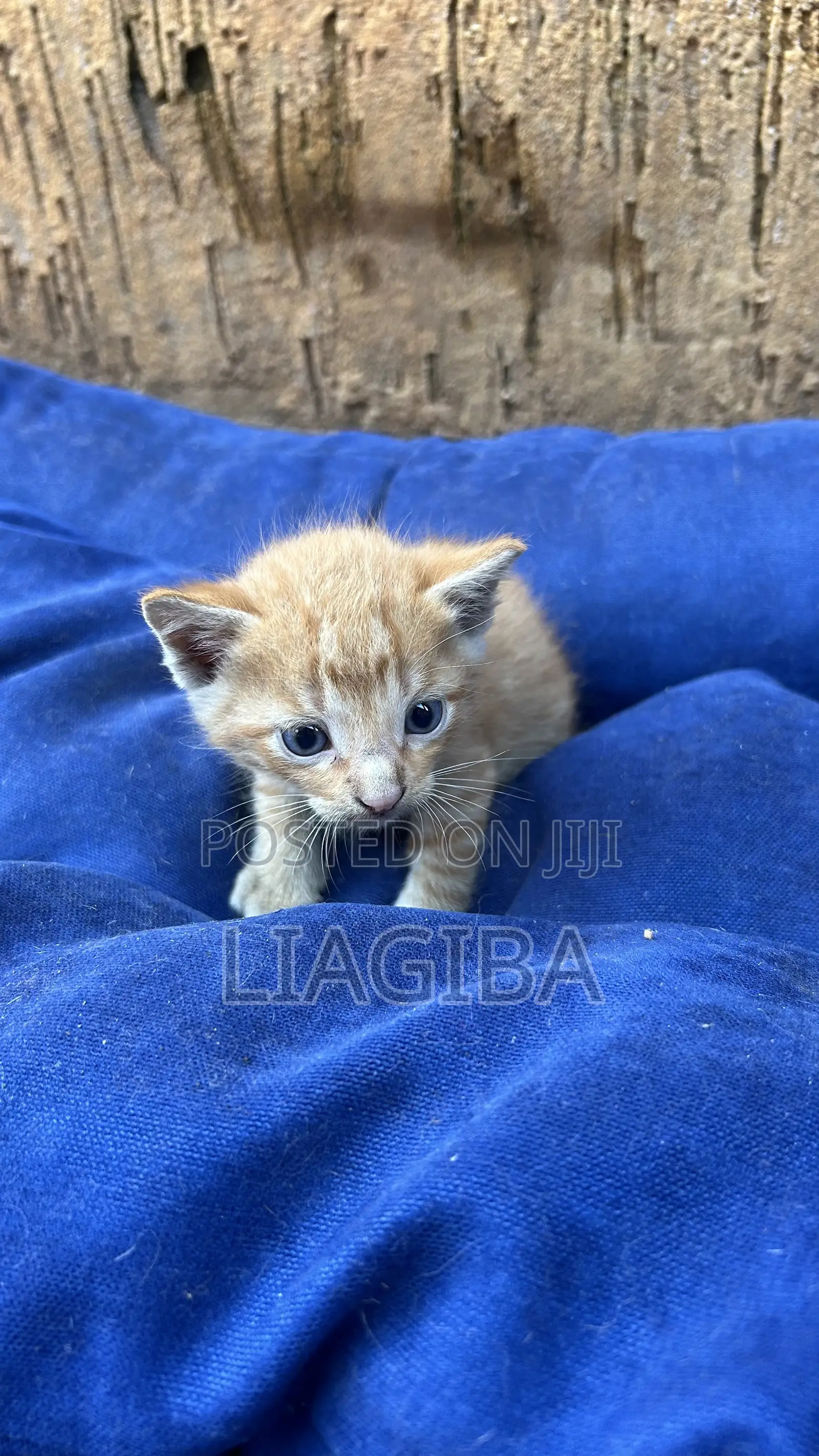 0-1 month Female Mixed Breed Cat