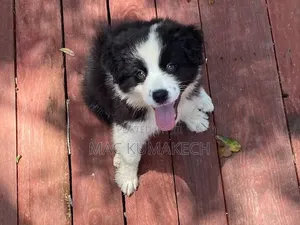 1-3 months Female Purebred Border Collie