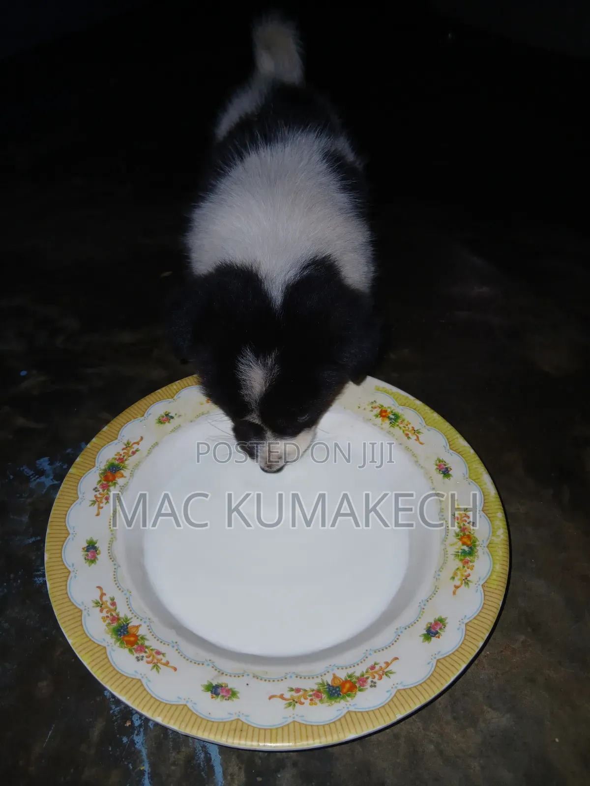 1-3 months Female Purebred Border Collie