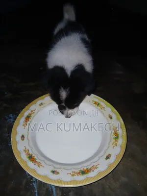 1-3 months Female Purebred Border Collie