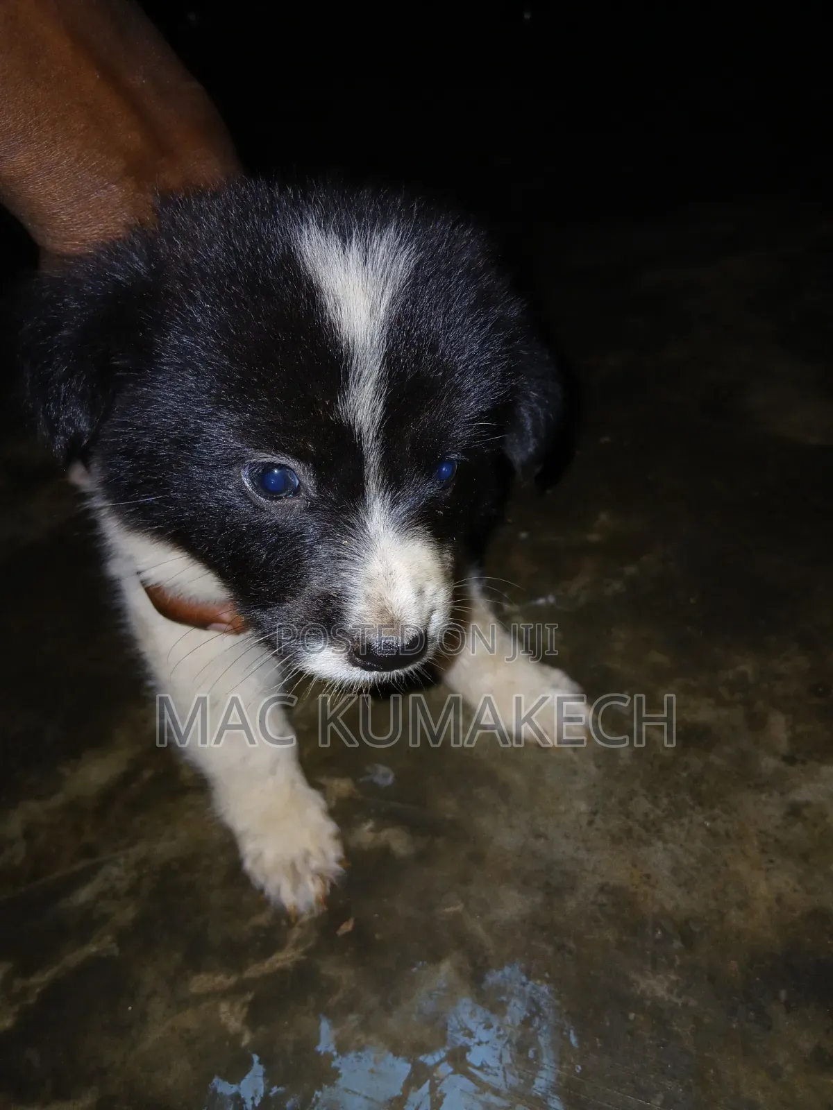 1-3 months Female Purebred Border Collie