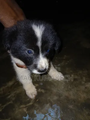 1-3 months Female Purebred Border Collie