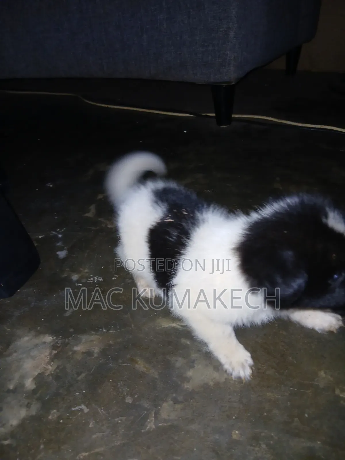 1-3 months Female Purebred Border Collie