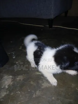 1-3 months Female Purebred Border Collie