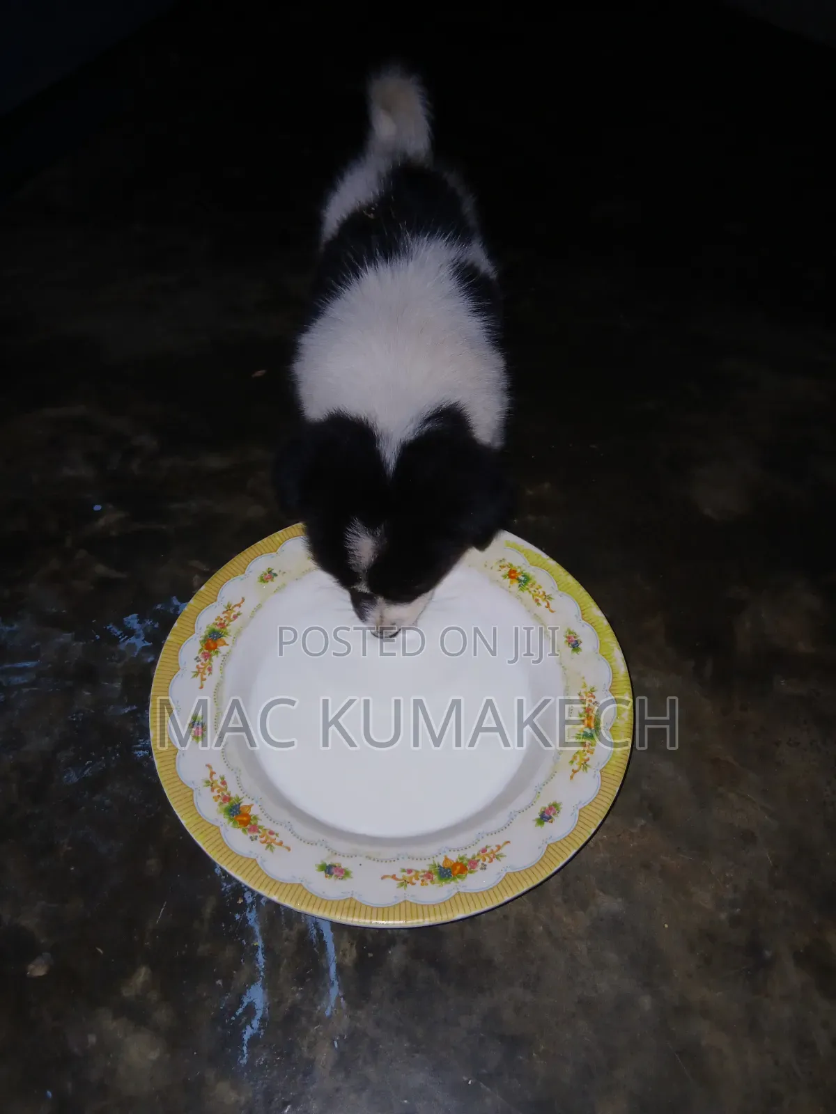 1-3 months Female Purebred Border Collie