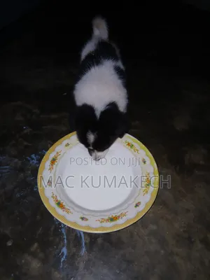 1-3 months Female Purebred Border Collie