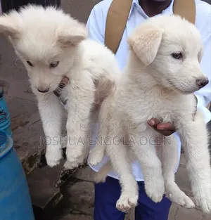 1-3 months Male Mixed Breed White Shepherd