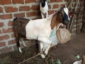 Boer Female Goats