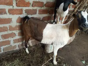 Boer Female Goats