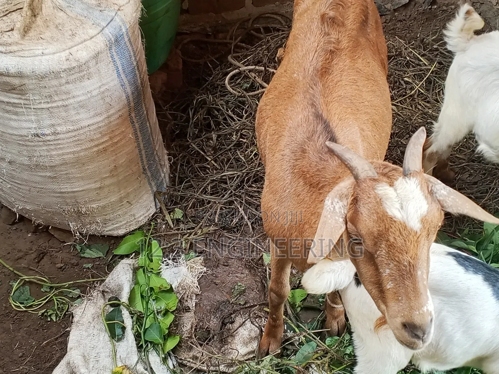 Boer Female Goats