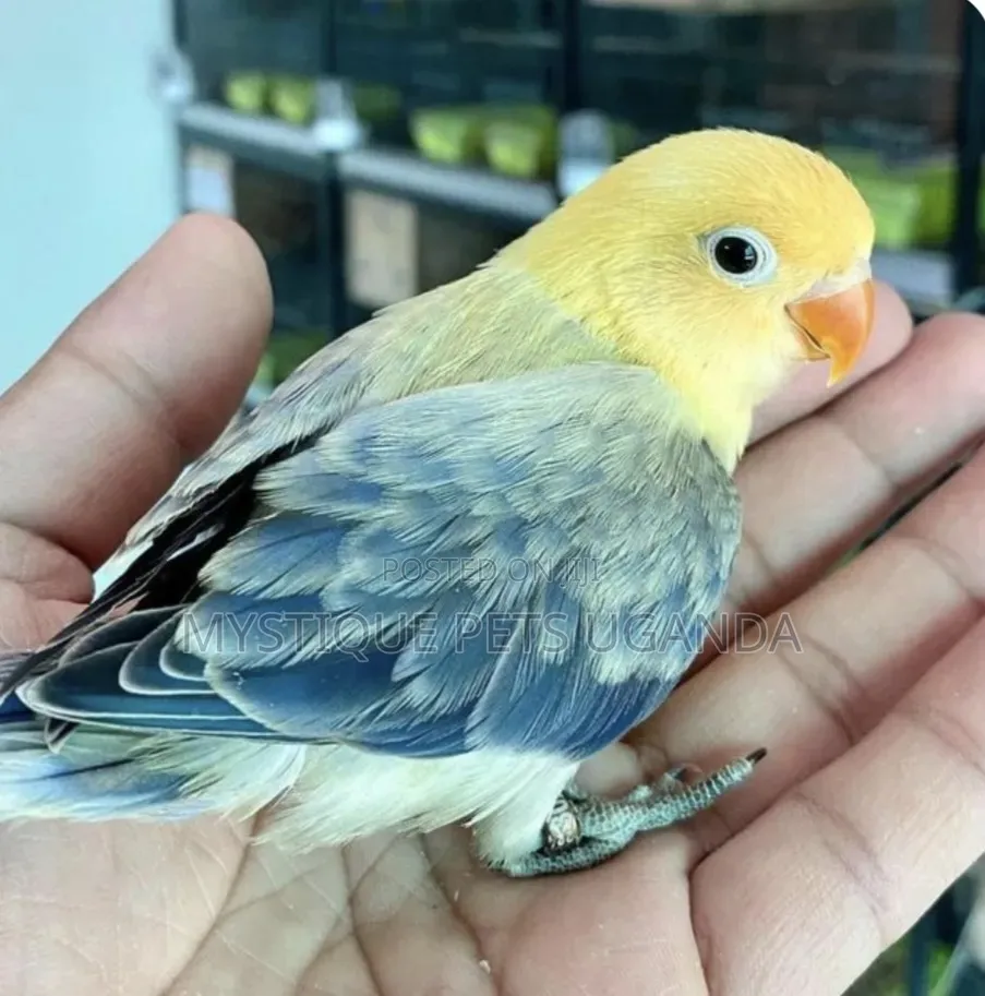 Tamed Parrots