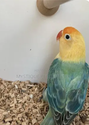 Tamed Parrots