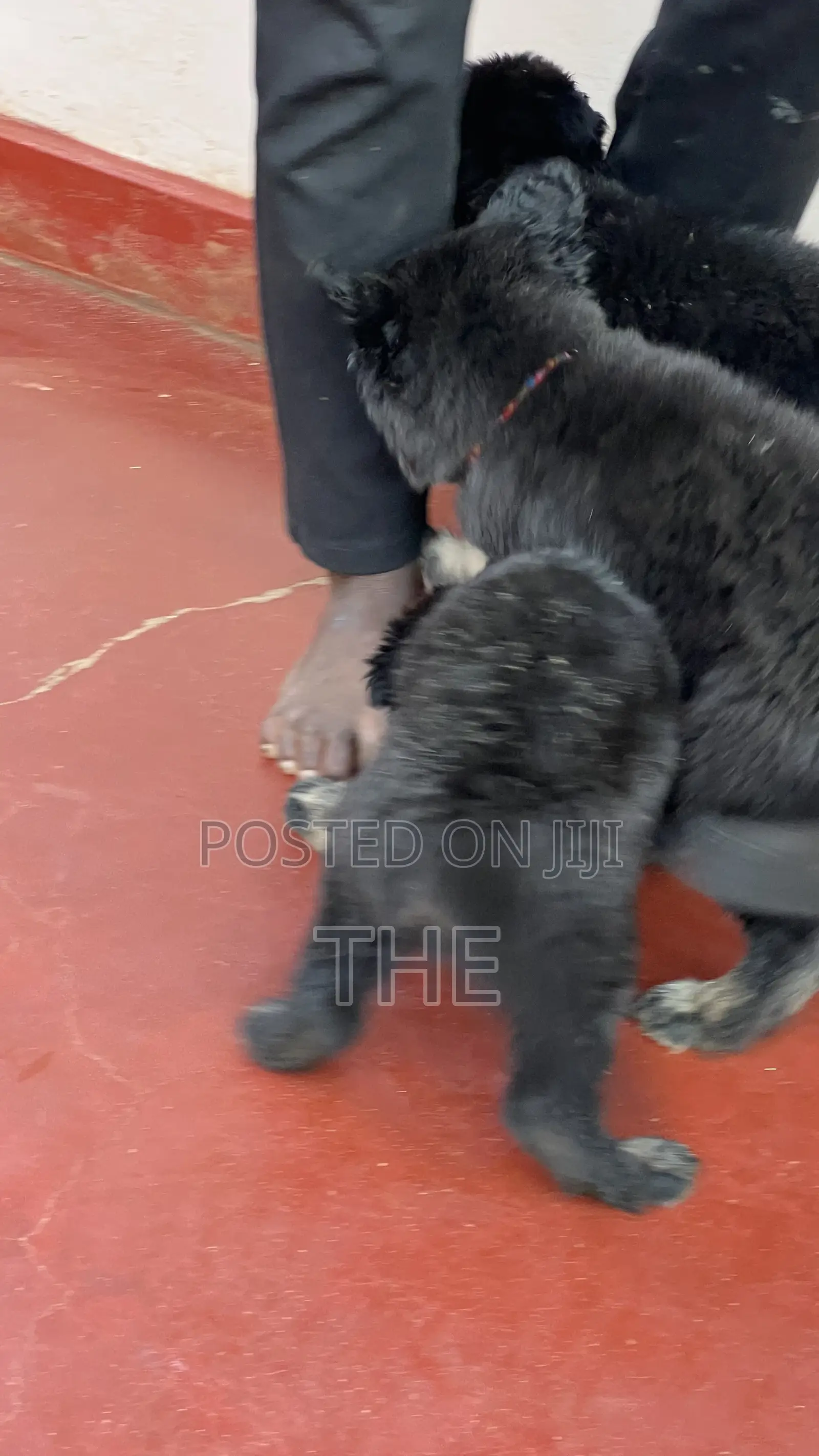 1-3 months Female Purebred German Shepherd
