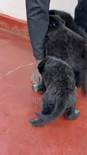 1-3 months Female Purebred German Shepherd