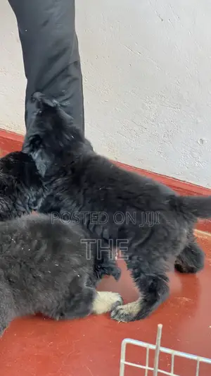 1-3 months Female Purebred German Shepherd