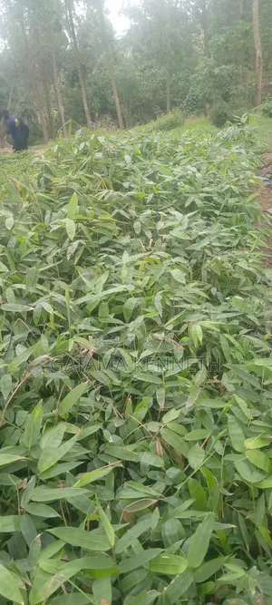 Giant Bamboo/Dendrocalamus Asper Bamboo