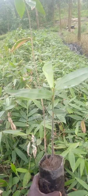 Giant Bamboo/Dendrocalamus Asper Bamboo