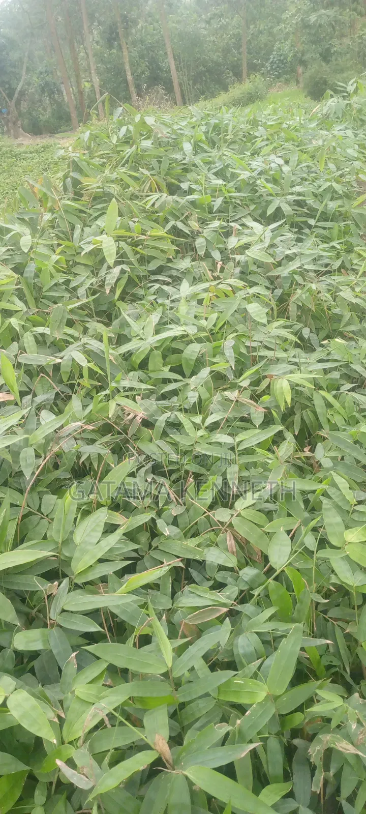Giant Bamboo/Dendrocalamus Asper Bamboo