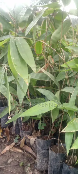 Giant Bamboo/Dendrocalamus Asper Bamboo