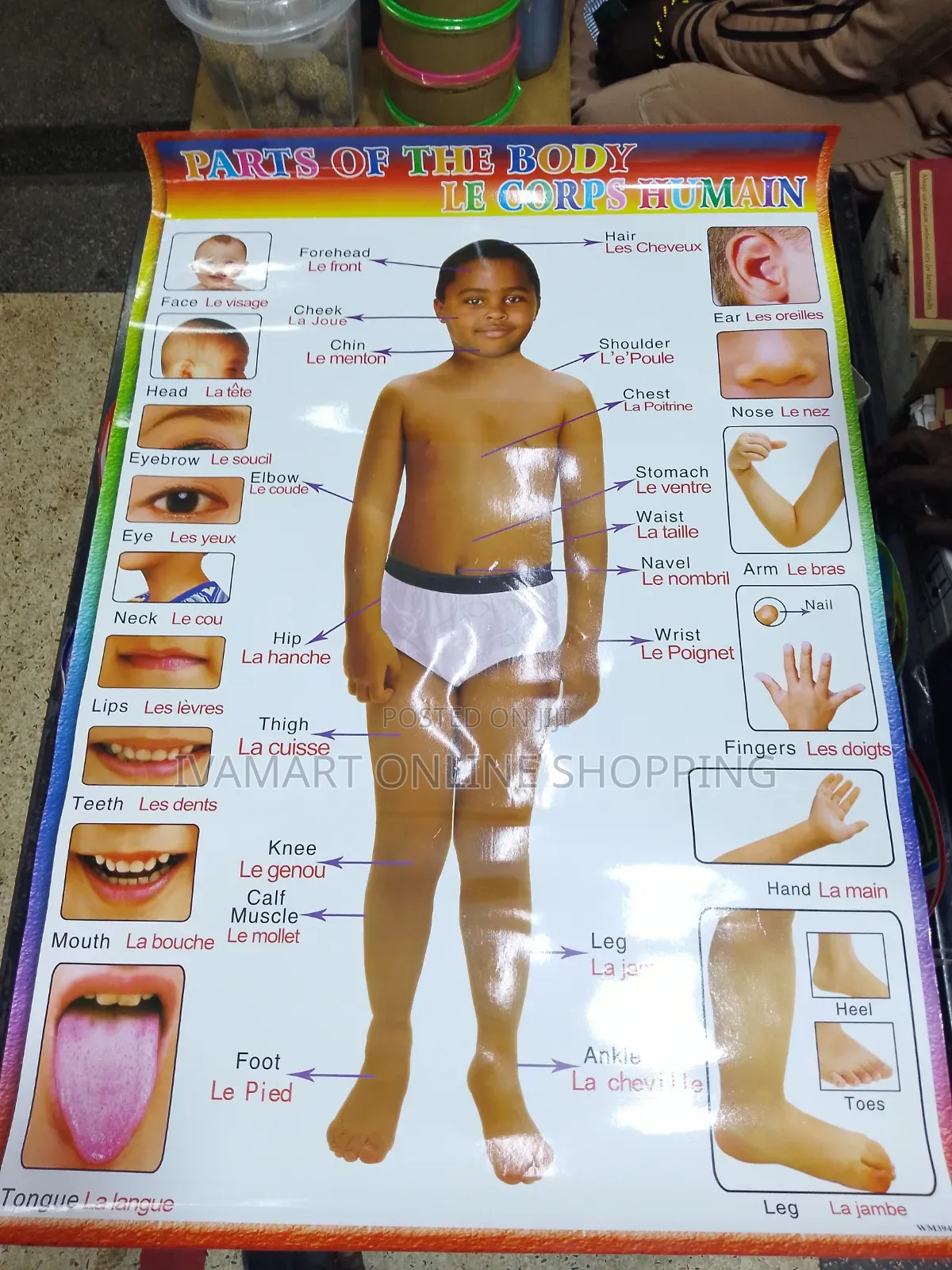 Kids Educational Waterproof Charts - Body Parts, Animals, Vowels, Etc.