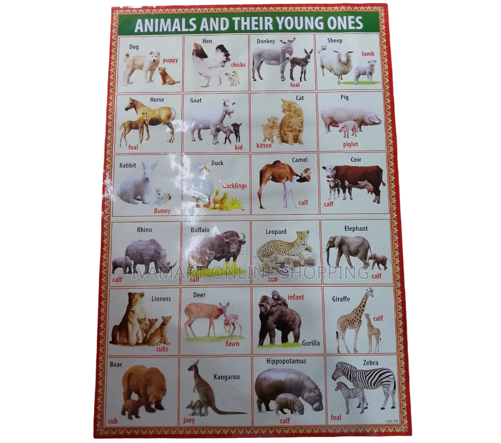 Kids Educational Waterproof Charts - Body Parts, Animals, Vowels, Etc.