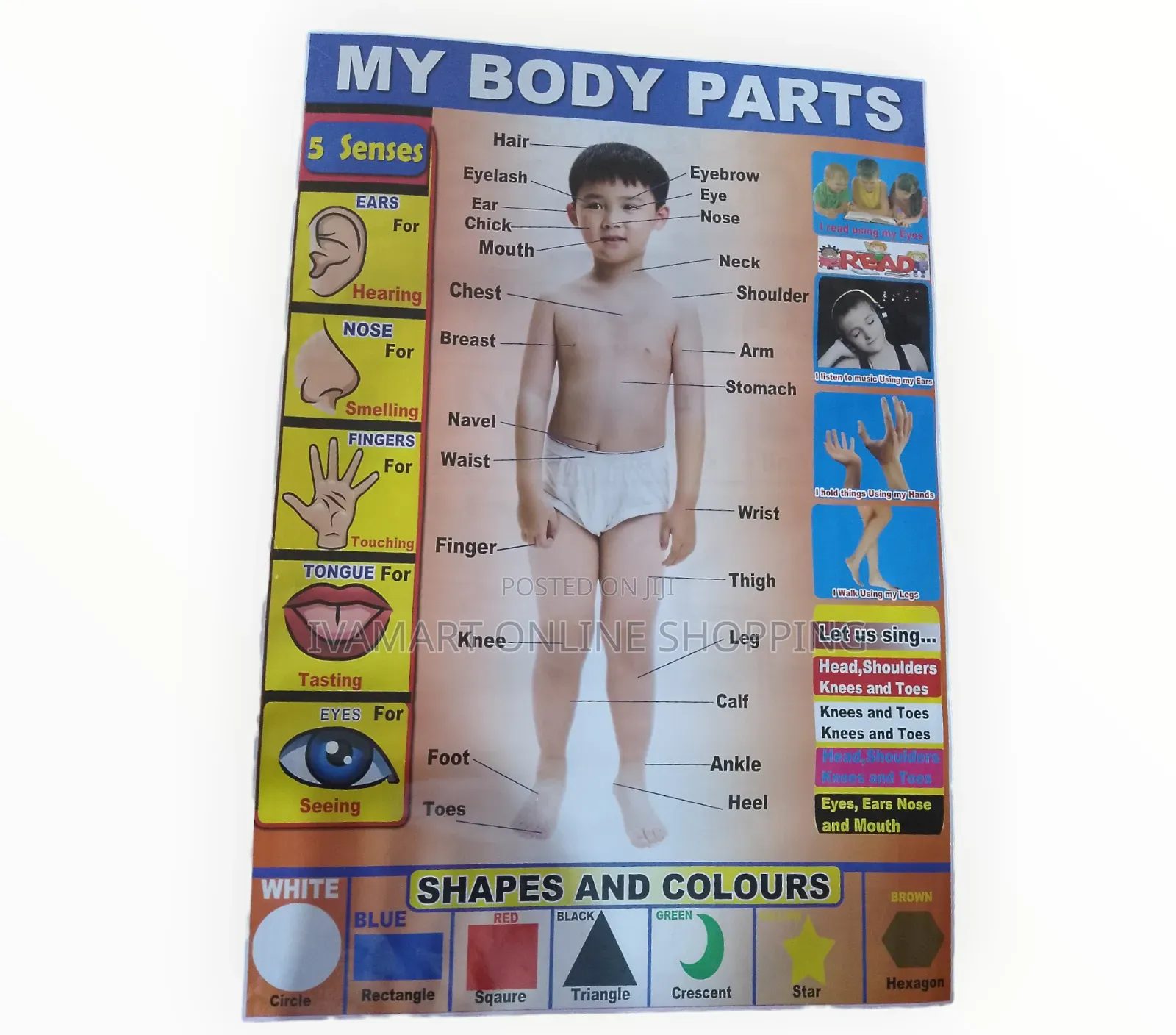 Kids Educational Waterproof Charts - Body Parts, Animals, Vowels, Etc.