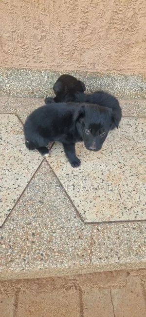 0-1 month Male Purebred German Shepherd