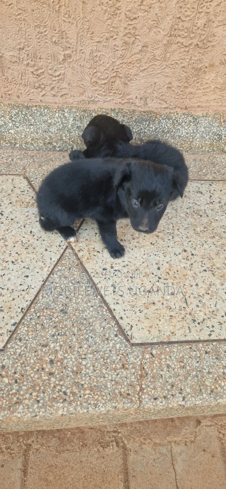 0-1 month Male Purebred German Shepherd