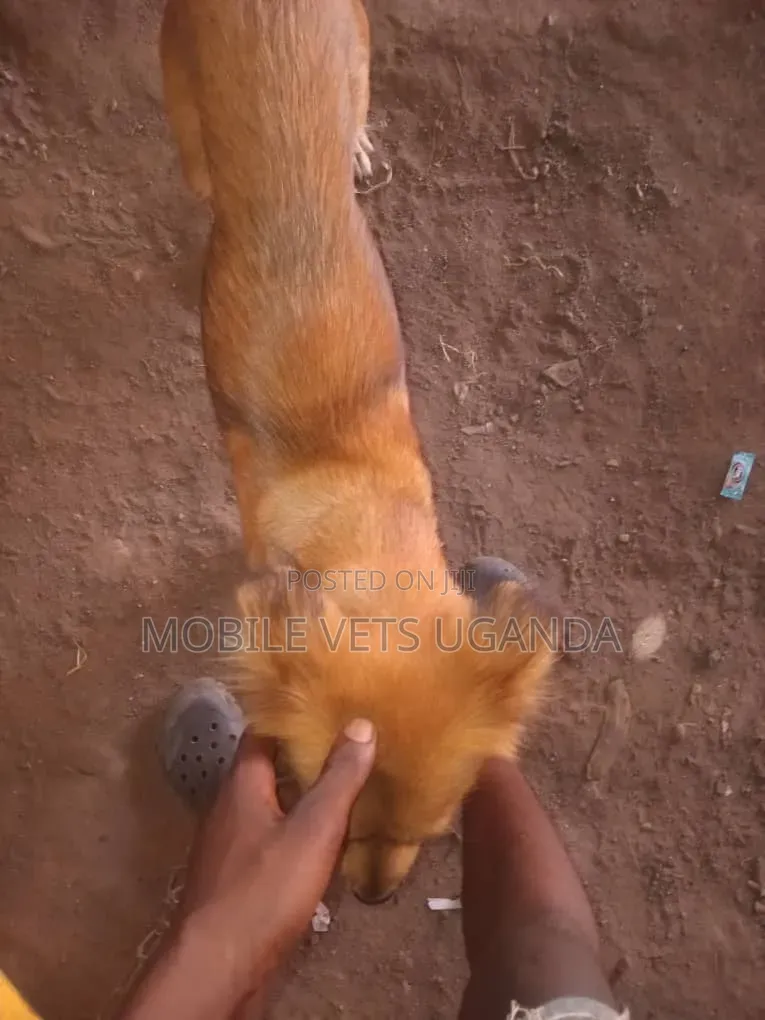 3-6 months Female Mixed Breed Golden Retriever