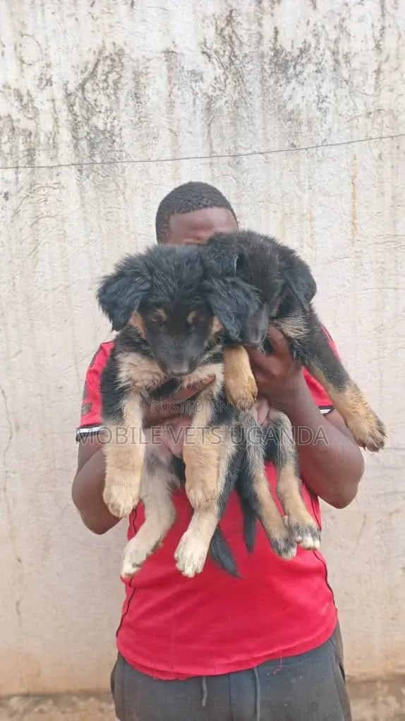 1-3 months Male Purebred German Shepherd