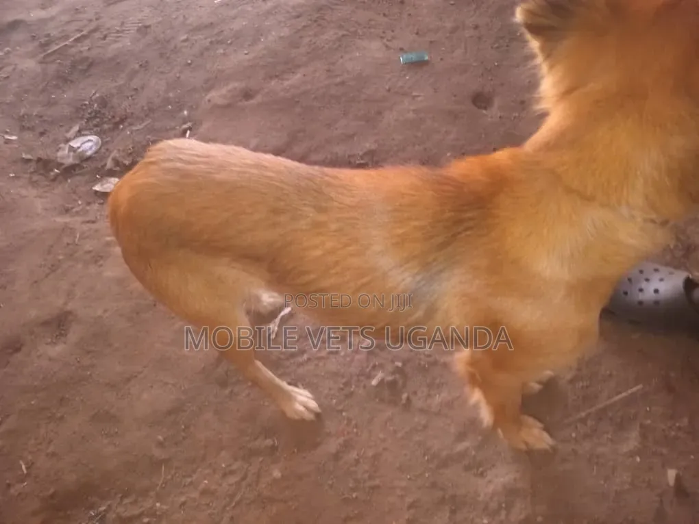 1-3 months Male Mixed Breed Golden Retriever