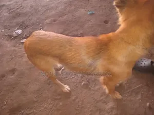 1-3 months Male Mixed Breed Golden Retriever
