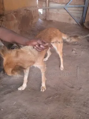 1-3 months Male Mixed Breed Golden Retriever