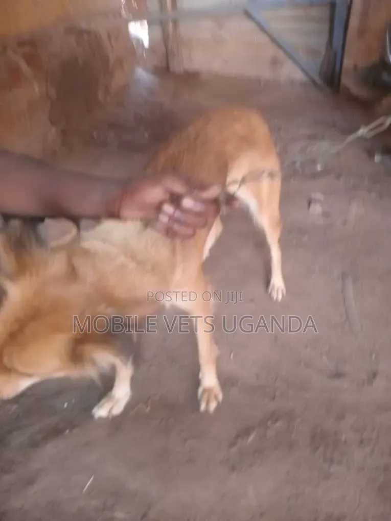 3-6 months Female Mixed Breed Golden Retriever