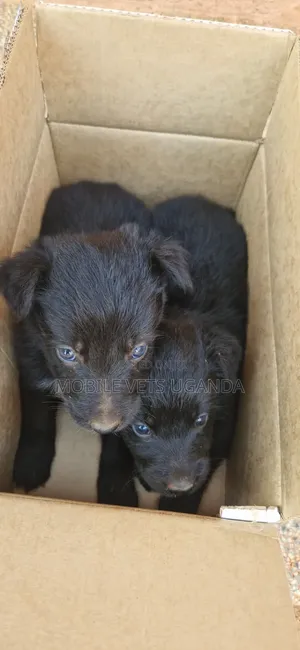 1-3 months Female Purebred German Shepherd