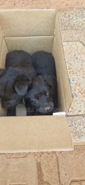 1-3 months Male Purebred German Shepherd