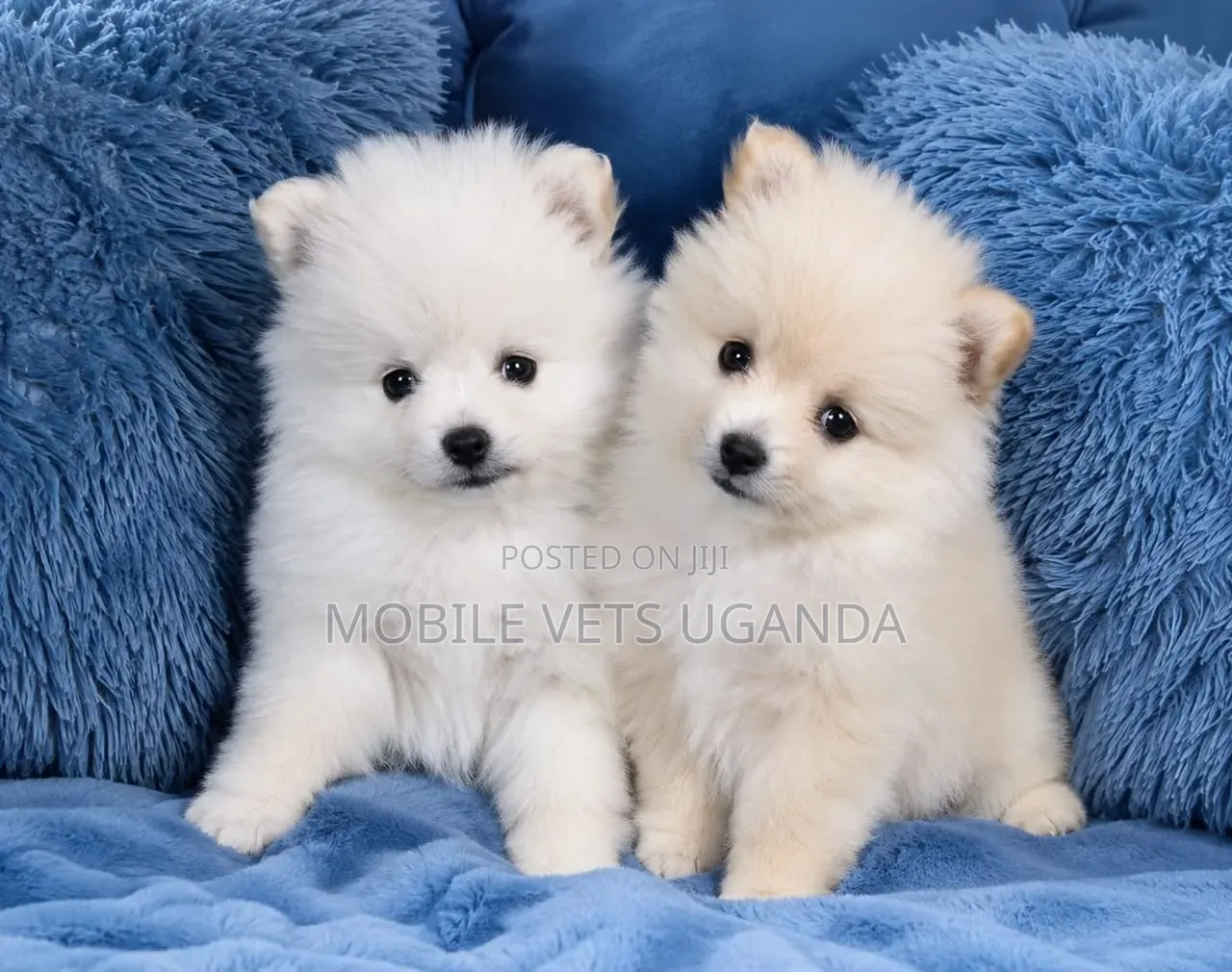1-3 months Male Purebred Pomeranian