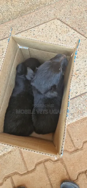 0-1 month Male Purebred German Shepherd