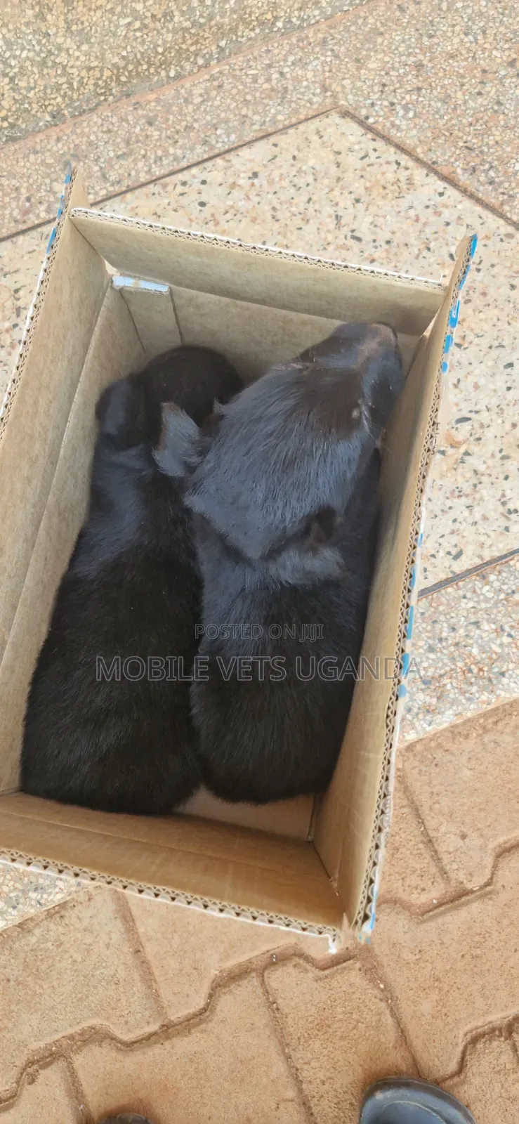 0-1 month Male Purebred German Shepherd