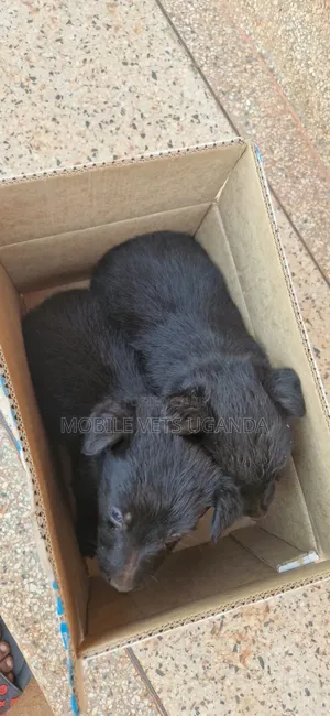1-3 months Male Purebred German Shepherd