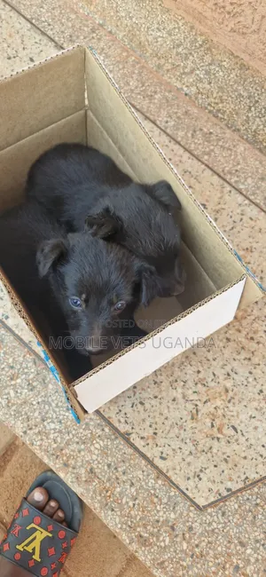 1-3 months Male Purebred German Shepherd