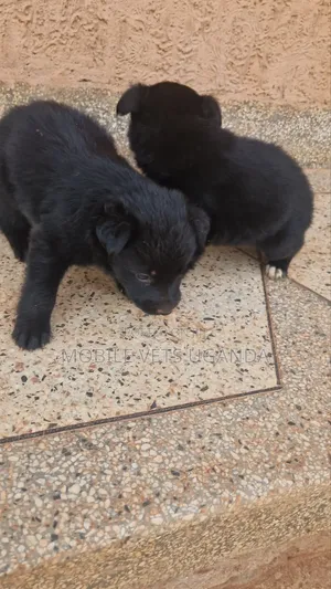 0-1 month Male Purebred German Shepherd