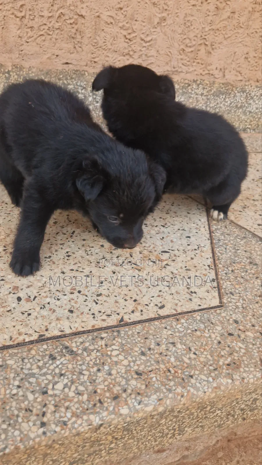 0-1 month Male Purebred German Shepherd