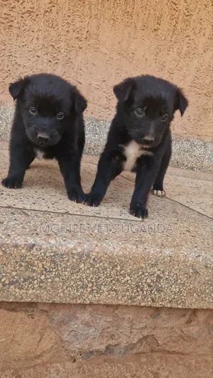 0-1 month Male Purebred German Shepherd