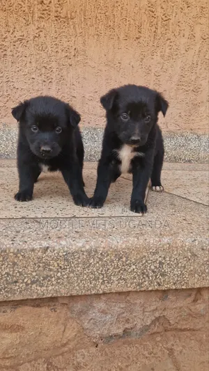 1-3 months Female Purebred German Shepherd