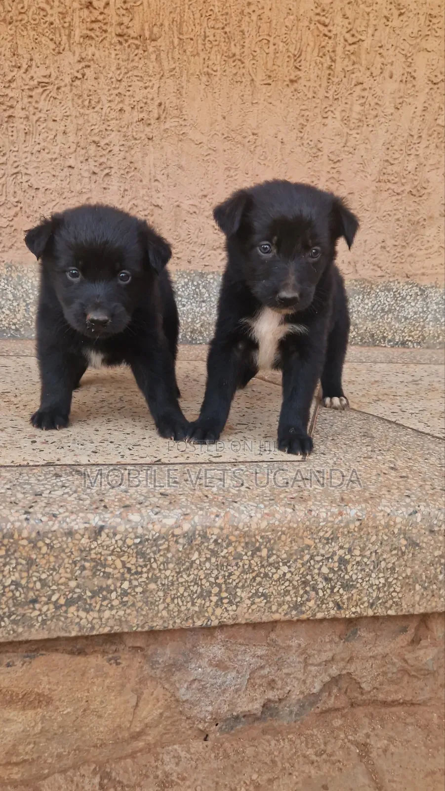 1-3 months Female Purebred German Shepherd